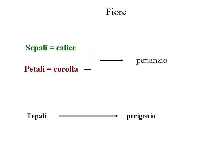 Fiore Sepali = calice Petali = corolla Tepali perianzio perigonio Fiore Sepali = calice Petali = corolla Tepali perianzio perigonio