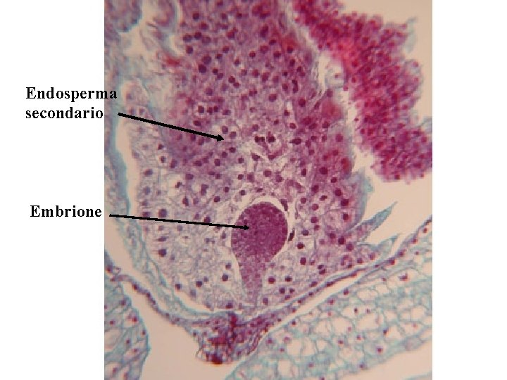 Endosperma secondario Embrione Endosperma secondario Embrione