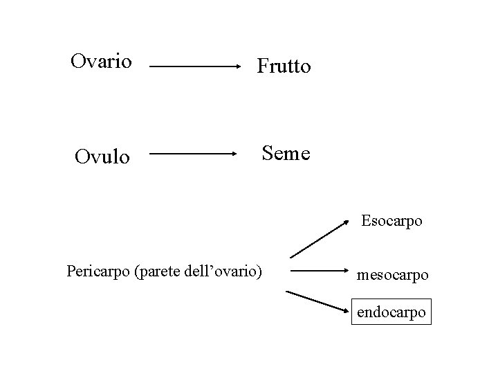 Ovario Frutto Ovulo Seme Esocarpo Pericarpo (parete dell’ovario) mesocarpo endocarpo Ovario Frutto Ovulo Seme Esocarpo Pericarpo (parete dell’ovario) mesocarpo endocarpo