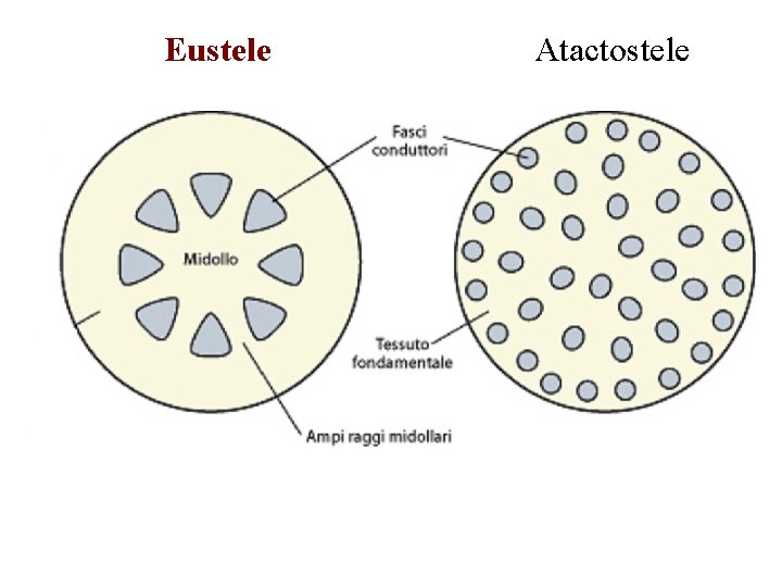 Eustele Atactostele Eustele Atactostele