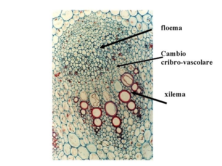 floema Cambio cribro-vascolare xilema floema Cambio cribro-vascolare xilema