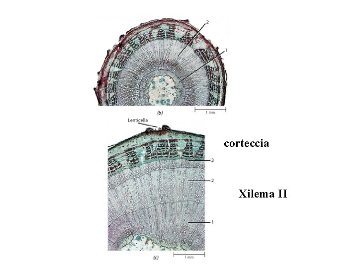 corteccia Xilema II corteccia Xilema II