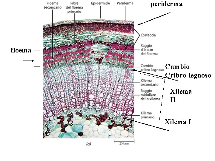 periderma floema Cambio Cribro-legnoso Xilema II Xilema I periderma floema Cambio Cribro-legnoso Xilema II Xilema I
