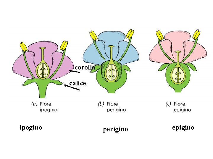 corolla calice ipogino perigino epigino corolla calice ipogino perigino epigino