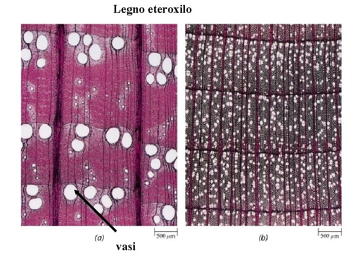 Legno eteroxilo vasi Legno eteroxilo vasi