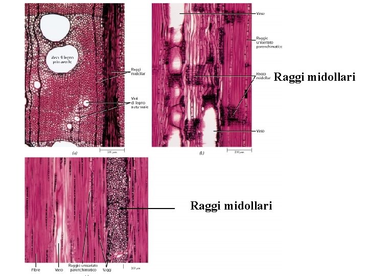 Raggi midollari Raggi midollari