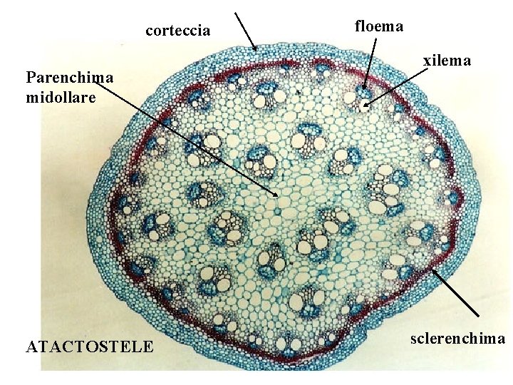 corteccia Parenchima midollare ATACTOSTELE floema xilema sclerenchima corteccia Parenchima midollare ATACTOSTELE floema xilema sclerenchima