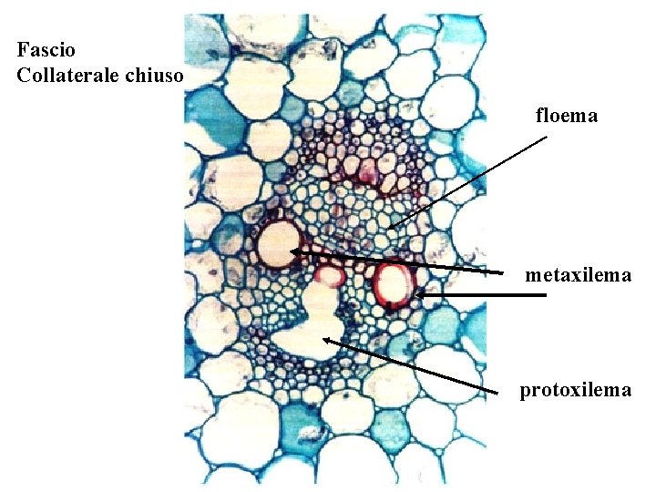 Fascio Collaterale chiuso floema metaxilema protoxilema Fascio Collaterale chiuso floema metaxilema protoxilema