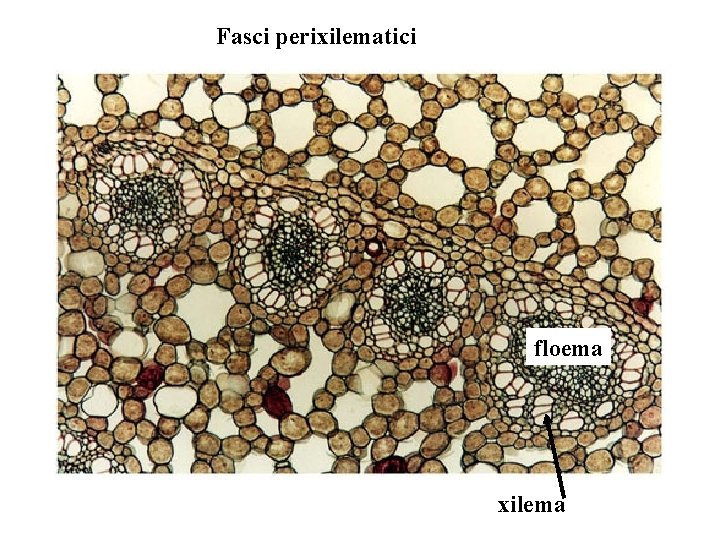 Fasci perixilematici floema xilema Fasci perixilematici floema xilema