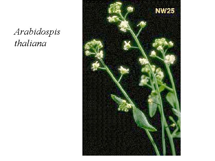 Arabidospis thaliana Arabidospis thaliana