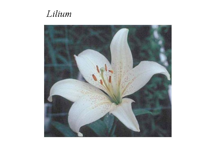 Lilium Lilium