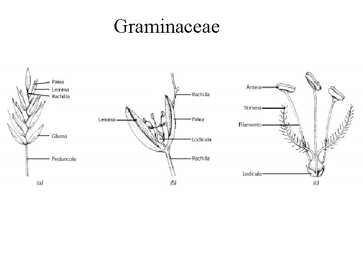 Graminaceae Graminaceae