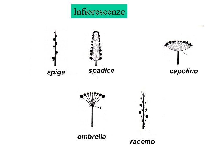 Infiorescenze Infiorescenze
