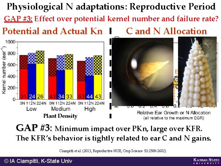 Physiological N adaptations: Reproductive Period GAP #3: Effect over potential kernel number and failure