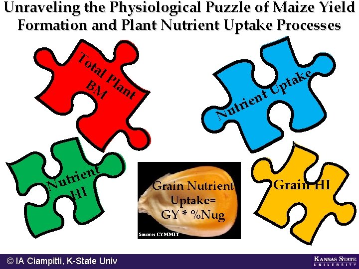 Unraveling the Physiological Puzzle of Maize Yield Formation and Plant Nutrient Uptake Processes To