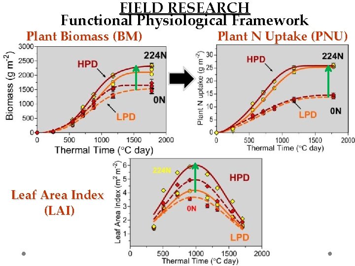 FIELD RESEARCH Functional Physiological Framework Plant Biomass (BM) Leaf Area Index (LAI) Plant N