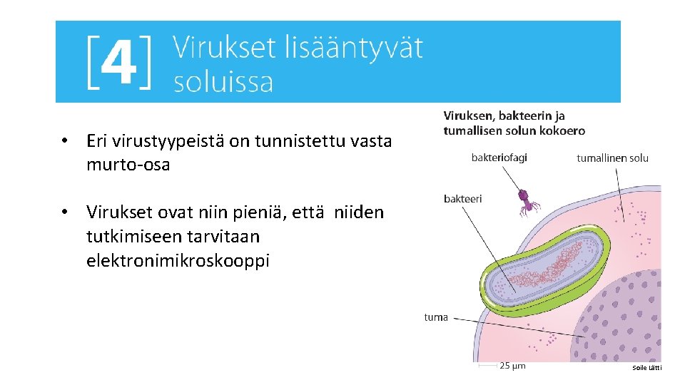  • Eri virustyypeistä on tunnistettu vasta murto-osa • Virukset ovat niin pieniä, että