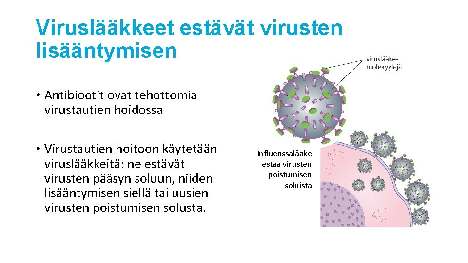 Viruslääkkeet estävät virusten lisääntymisen • Antibiootit ovat tehottomia virustautien hoidossa • Virustautien hoitoon käytetään