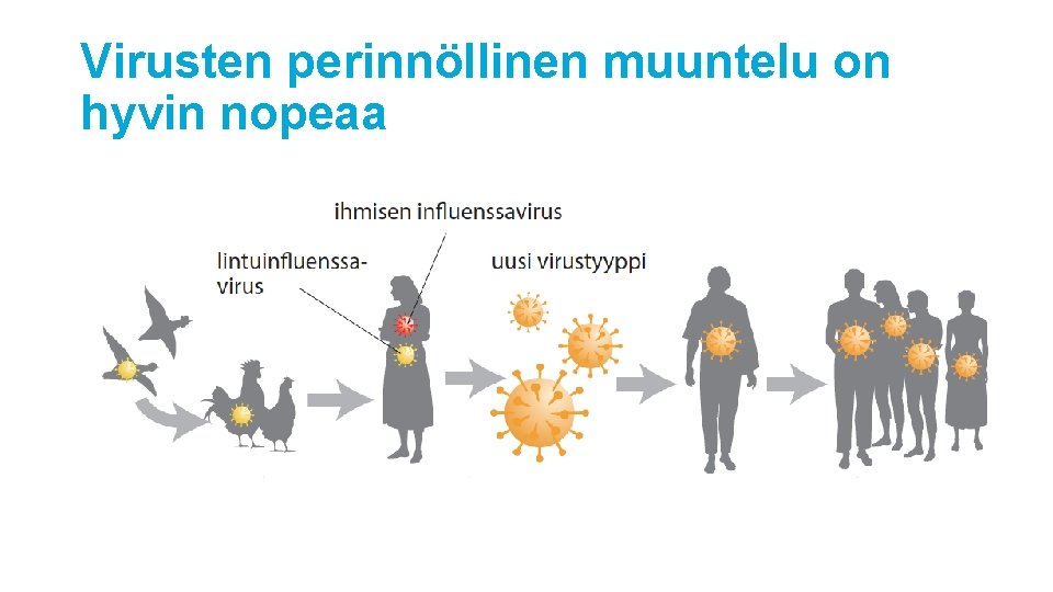 Virusten perinnöllinen muuntelu on hyvin nopeaa 