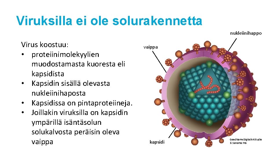 Viruksilla ei ole solurakennetta nukleiinihappo Virus koostuu: • proteiinimolekyylien muodostamasta kuoresta eli kapsidista •