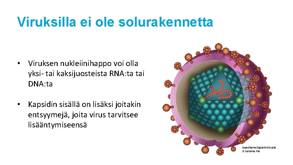 Viruksilla ei ole solurakennetta • Viruksen nukleiinihappo voi olla yksi- tai kaksijuosteista RNA: ta