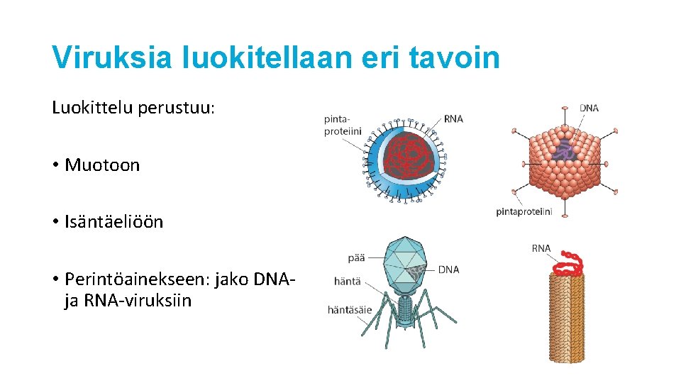 Viruksia luokitellaan eri tavoin Luokittelu perustuu: • Muotoon • Isäntäeliöön • Perintöainekseen: jako DNAja Viruksia luokitellaan eri tavoin Luokittelu perustuu: • Muotoon • Isäntäeliöön • Perintöainekseen: jako DNAja