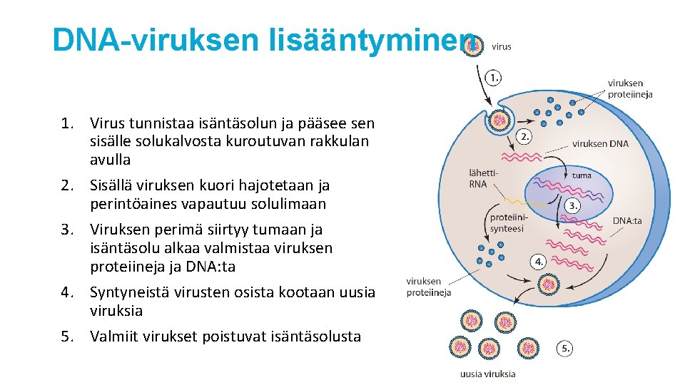 DNA-viruksen lisääntyminen 1. Virus tunnistaa isäntäsolun ja pääsee sen sisälle solukalvosta kuroutuvan rakkulan avulla