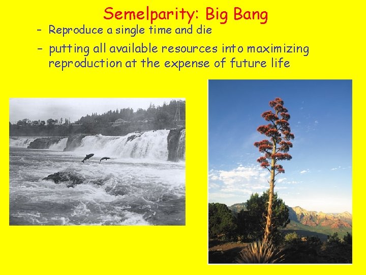 Semelparity: Big Bang – Reproduce a single time and die – putting all available