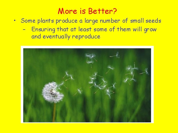 More is Better? • Some plants produce a large number of small seeds –