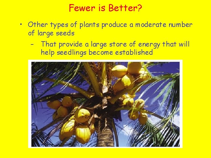 Fewer is Better? • Other types of plants produce a moderate number of large