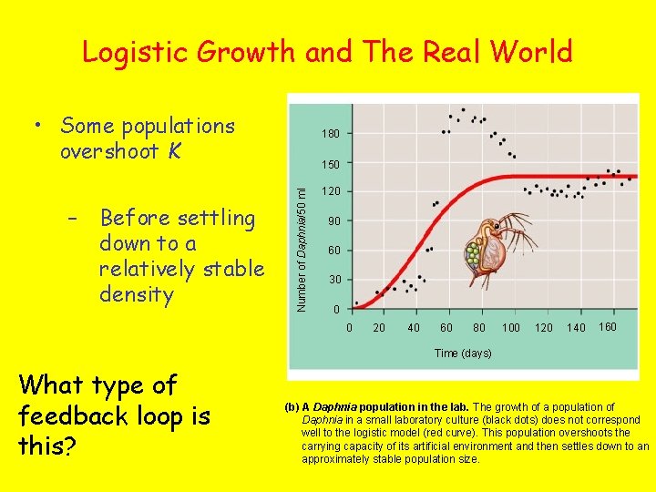 Logistic Growth and The Real World • Some populations overshoot K Before settling down