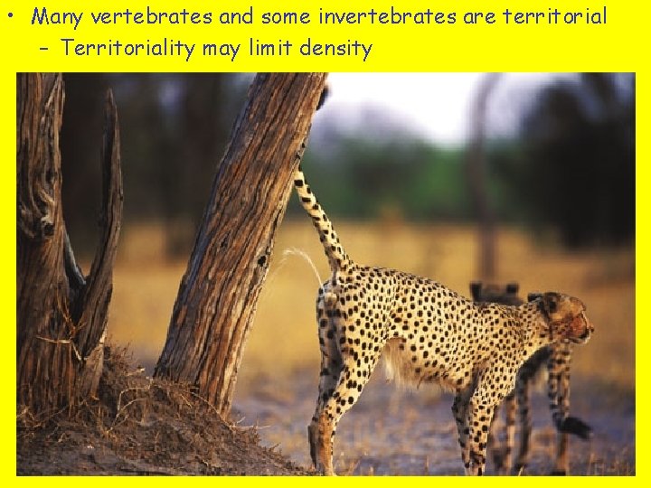  • Many vertebrates and some invertebrates are territorial – Territoriality may limit density