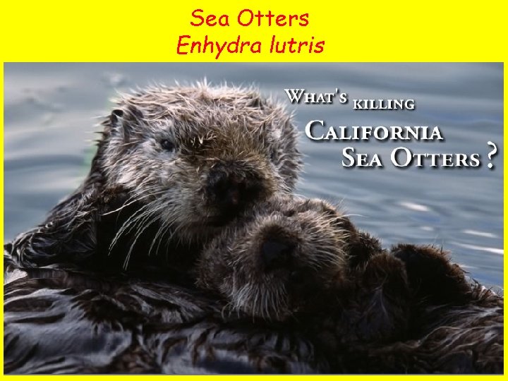 Sea Otters Enhydra lutris 