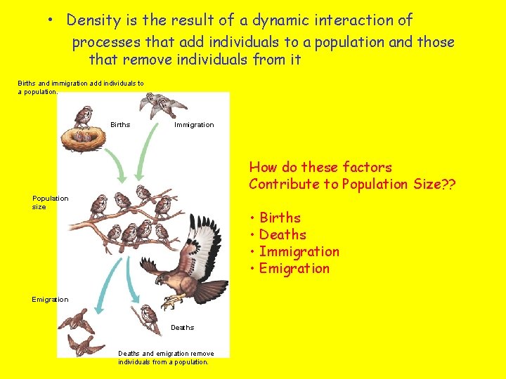  • Density is the result of a dynamic interaction of processes that add