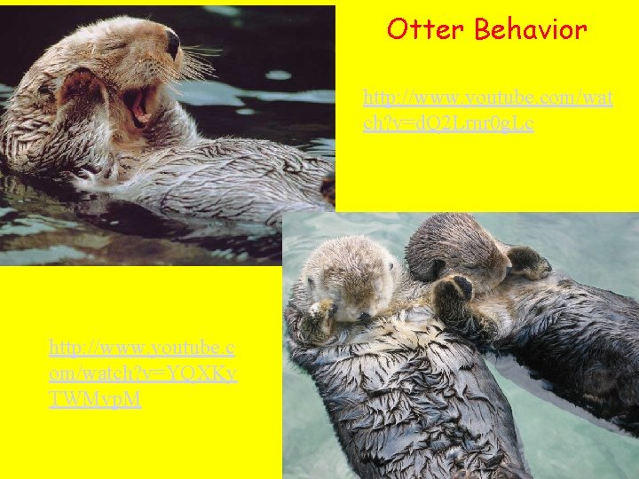 Otter Behavior http: //www. youtube. com/wat ch? v=d. Q 2 Lrnr 0 g. Lc