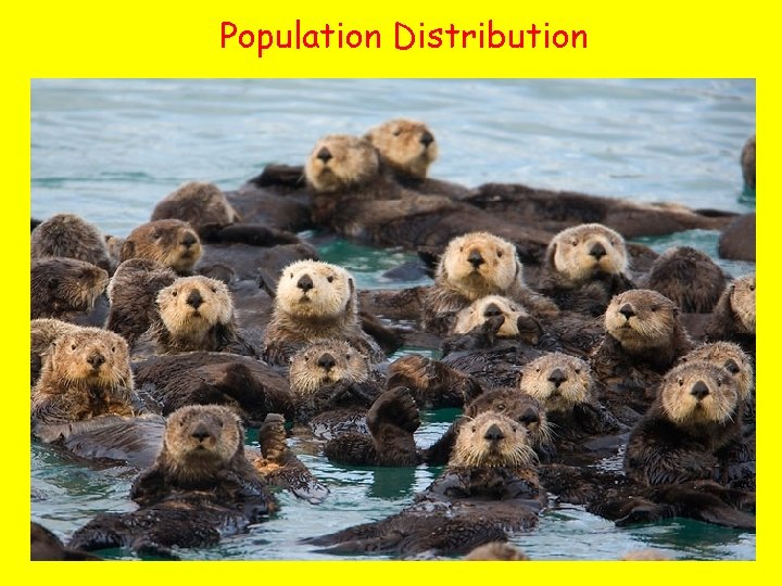 Population Distribution 