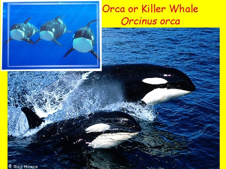 Orca or Killer Whale Orcinus orca 