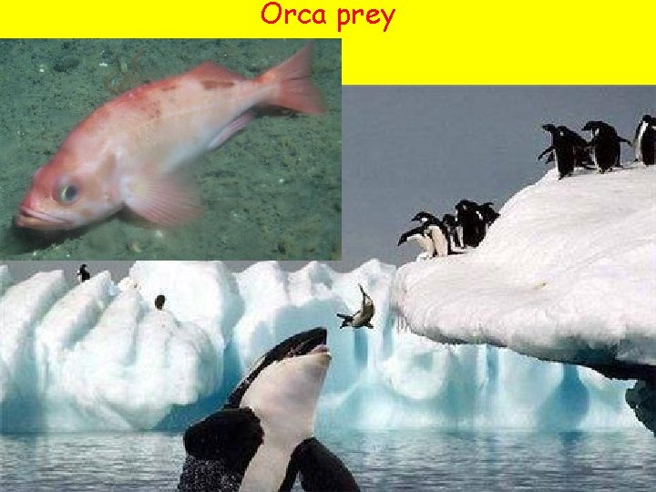 Orca prey 