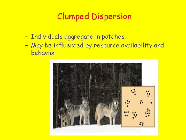 Clumped Dispersion – Individuals aggregate in patches – May be influenced by resource availability