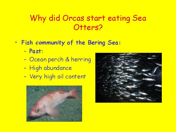 Why did Orcas start eating Sea Otters? • Fish community of the Bering Sea: