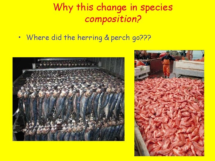 Why this change in species composition? • Where did the herring & perch go?