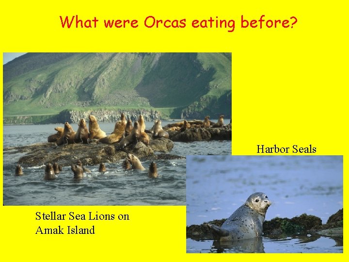 What were Orcas eating before? Harbor Seals Stellar Sea Lions on Amak Island 