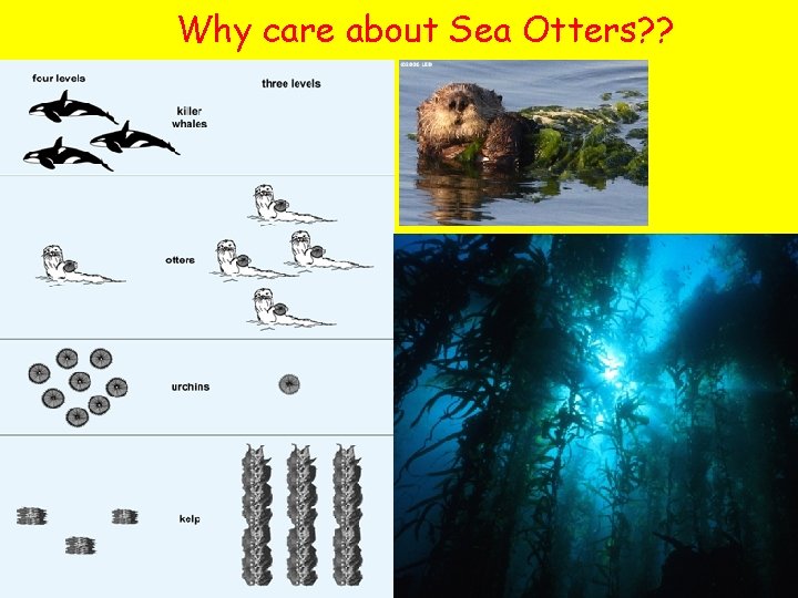 Why care about Sea Otters? ? • Habitat: 