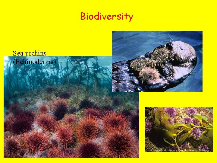 Biodiversity Sea urchins (Echinoderms) 