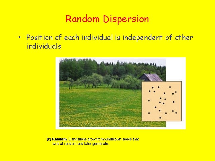 Random Dispersion • Position of each individual is independent of other individuals (c) Random.