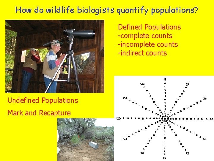 How do wildlife biologists quantify populations? Defined Populations -complete counts -indirect counts Undefined Populations