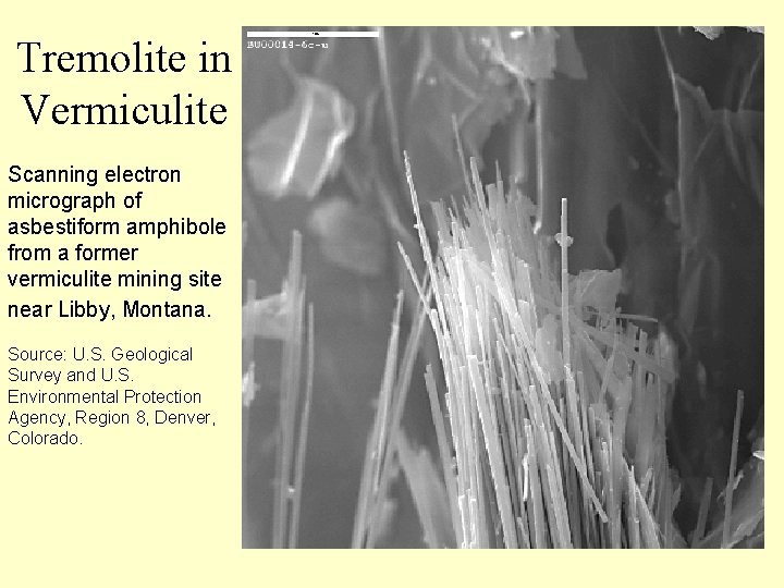 Tremolite in Vermiculite Scanning electron micrograph of asbestiform amphibole from a former vermiculite mining