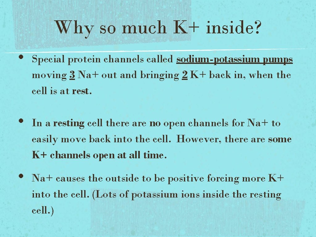 Why so much K+ inside? • • • Special protein channels called sodium-potassium pumps Why so much K+ inside? • • • Special protein channels called sodium-potassium pumps