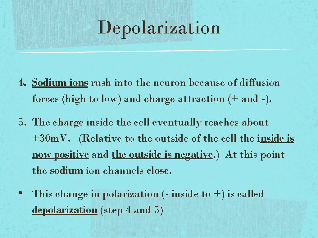 Depolarization 4. Sodium ions rush into the neuron because of diffusion forces (high to Depolarization 4. Sodium ions rush into the neuron because of diffusion forces (high to