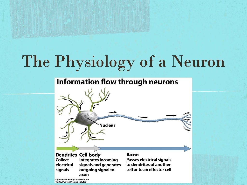 The Physiology of a Neuron The Physiology of a Neuron